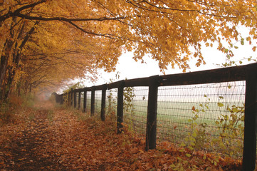 fence mist