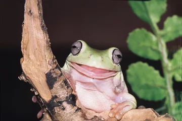 Papier Peint photo Lavable Grenouille smile frog 1