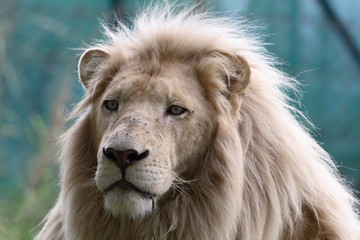 white lion