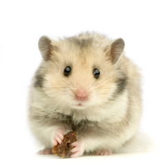 hamster