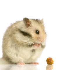 Obraz premium hamster