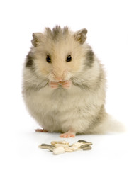 hamster
