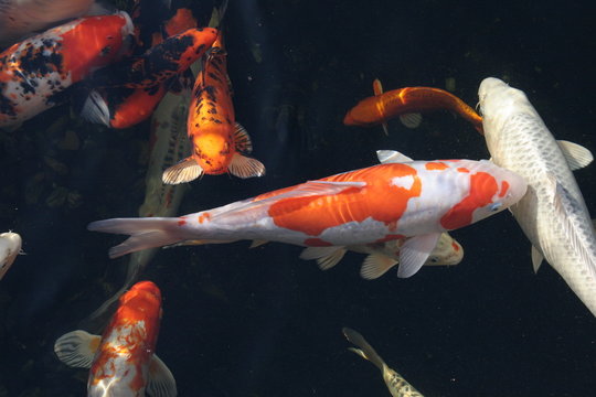 kohaku