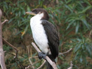 cormorant