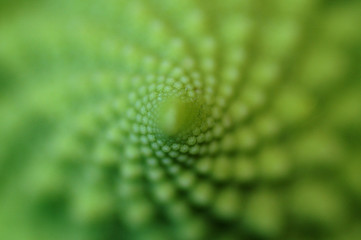 romanesco