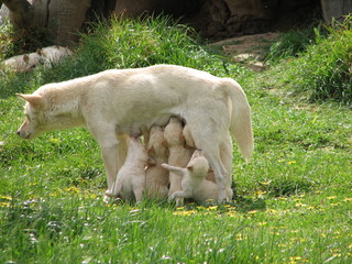 dingos feeding