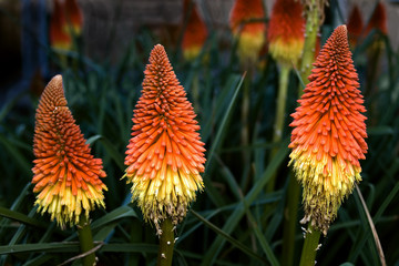 trio of red hot pokers