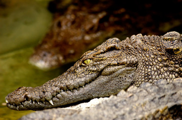 crocodile