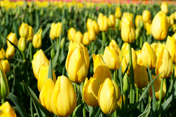 yellow tulips