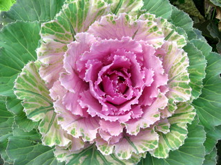 Obraz premium decorative cabbage