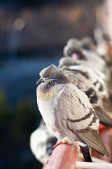 dove