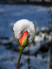 rose under snow