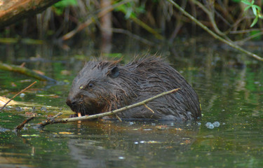 europan beaver(castor fiber)