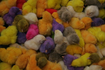 poussin multicolore © Nicolas BARTHE