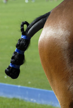 polo
