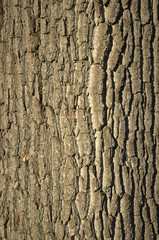 tree bark