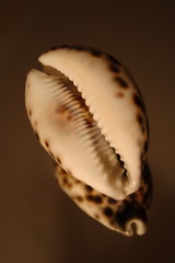 large shell