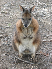 tammar wallaby