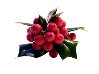 holly 2