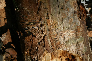 toter baum