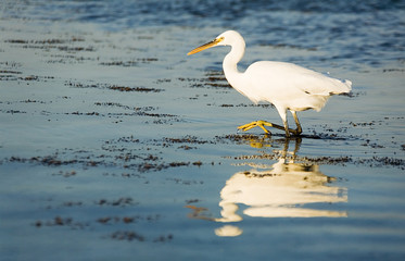 hunting heron