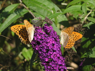 papillons