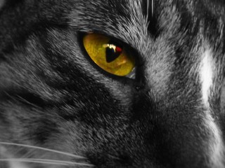 katzenauge