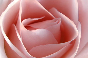 pink rose close up