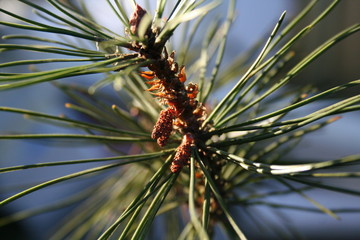pine tree needles