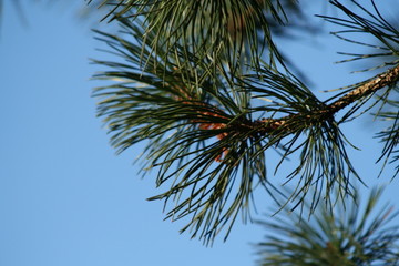 pine tree