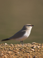 small pratincole