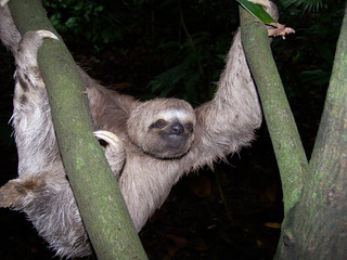 sloth (choloepus didactylus) © Grigory Kubatyan