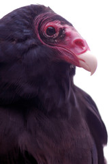 turkey vulture