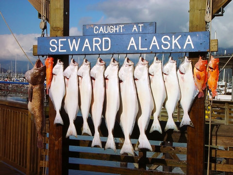 fish
