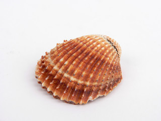 shell