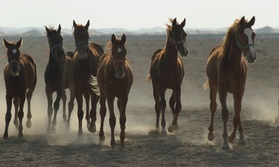 arabian horses - 1902722