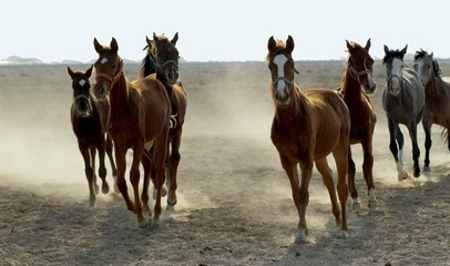 several arabian horses walking - 1902754
