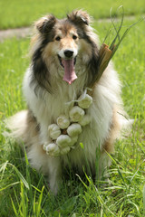 collie (dog) with garlic