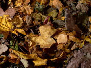 autumn leaves 1