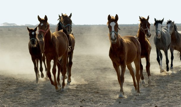 several arabian horses walking