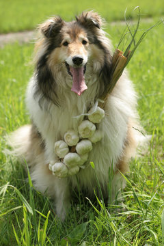 collie (dog) with garlic