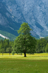 old tree in alpine valley