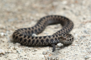 poisonous viper snake