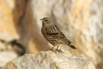 Fototapeta premium portrait of a mountain bird