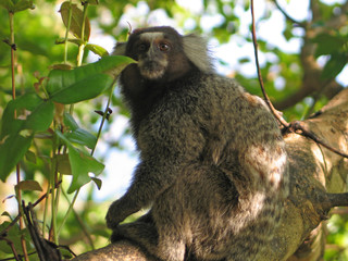 petit singe du br&eacute;sil