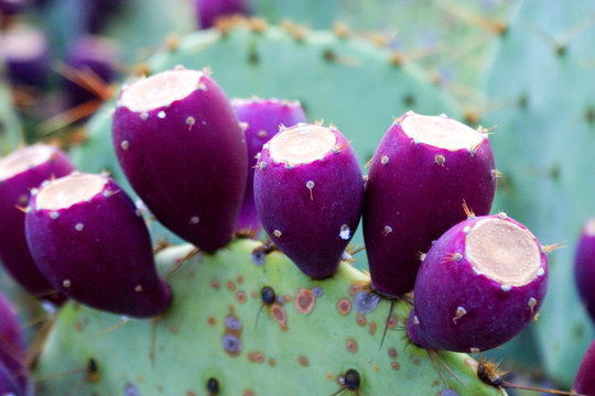 prickly pear fruit