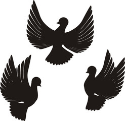 pigeon