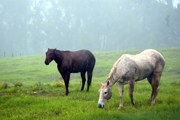 gazing horses