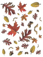 Obraz premium autumn leaves background