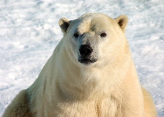 Fototapeta premium polar bear
